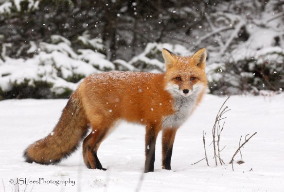 https://tellingthetruth1993.files.wordpress.com/2019/11/red-fox-in-snow-algonquin-canada-jsleesphotography-flickr.jpg?w=584&h=397